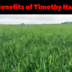 Benefits of Timothy Hay