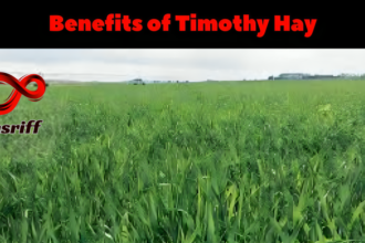 Benefits of Timothy Hay