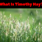 What is Timothy Hay