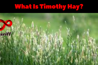 What is Timothy Hay