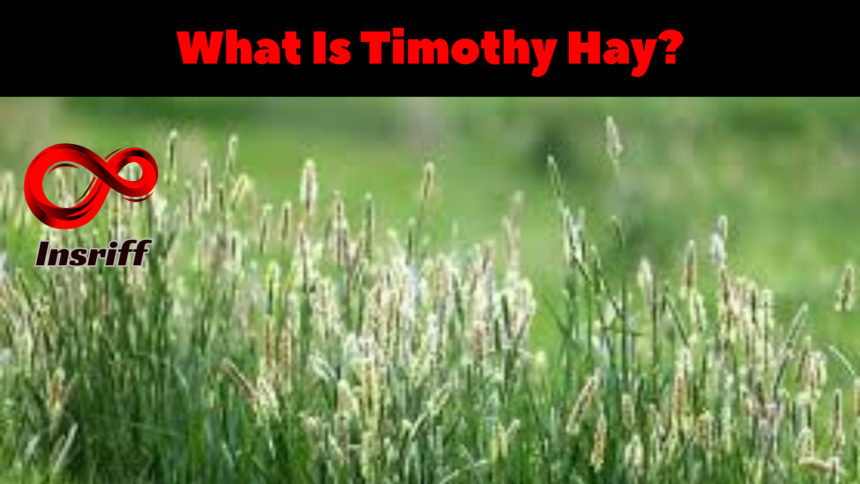 What is Timothy Hay